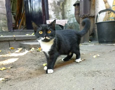 Black yard kitten Stock Photos