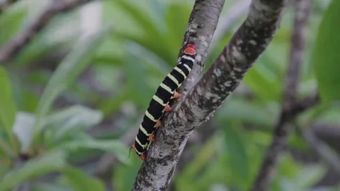 Black yellow caterpillar on tree branch close up in natural wildlife Stock Footage 345829106