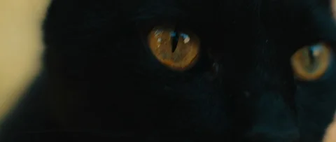 Black yellow-eyed cat looking away, eyes close up, slow motion Stock Footage 119600962