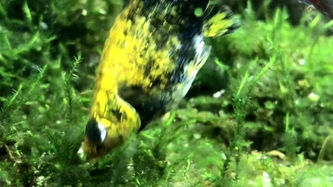 Black yellow fish is eating Stock Footage 171053904