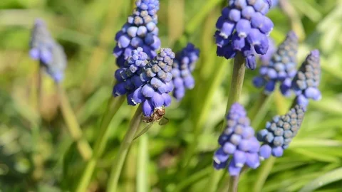 Black yellow Hoverfly insect on grape hyacinth in springtime. 動画素材 129367534