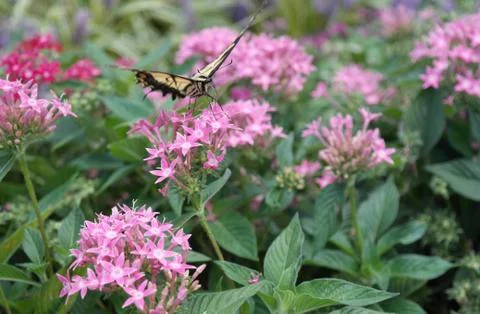 Black, Yellow, Pink Foto stock