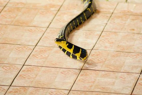 Black-yellow snake on the floor made of light brown tile. Stock Photos