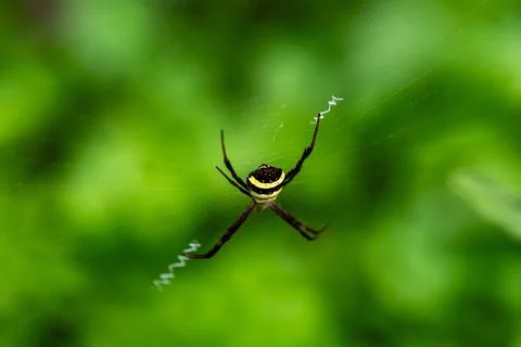 A Black Yellow Spiders Web Stock Photos