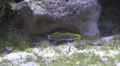 Black yellow striped seawater fish Koumansetta hectori close up HD Footage