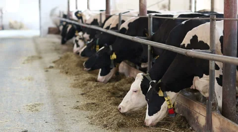 Black young cows eating in a stable, looking happy Stock Footage 33766143
