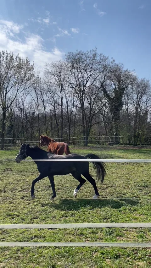 Black young stallion on a walk Stock Footage 237870066