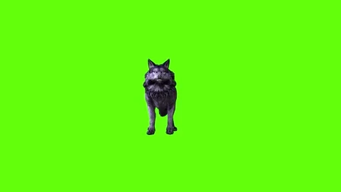 Black zombie Wolf attack  green screen animation 3D rendering Stock Footage 296959049