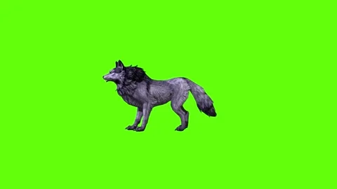 Black zombie Wolf attack  green screen animation 3D rendering Stock Footage 296959062