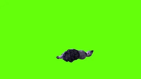 Black zombie Wolf down in  green screen animation 3D rendering Stock Footage 296959141