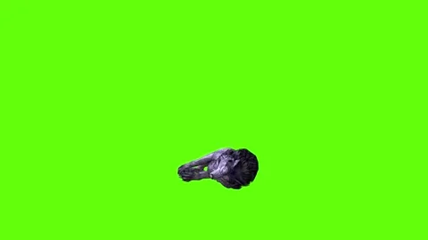 Black zombie Wolf down in  green screen animation 3D rendering Stock Footage 296959145