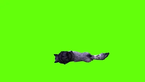 Black zombie Wolf down in green screen animation 3D rendering Stock Footage 296959149
