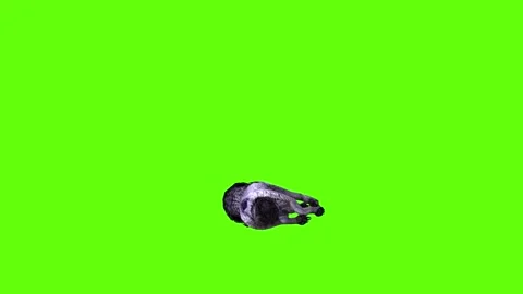 Black zombie Wolf down in  green screen animation 3D rendering Stock Footage 296959167