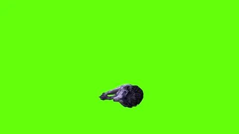 Black zombie Wolf down loop green screen animation 3D rendering Stock Footage 296959146