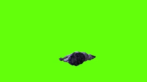 Black zombie Wolf down loop green screen animation 3D rendering Stock Footage 296959151