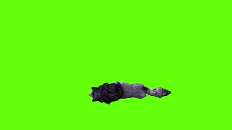 Black zombie Wolf down loop  green screen animation 3D rendering Stock Footage 296959153