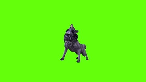 Black zombie Wolf down out  green screen animation 3D rendering Stock Footage 296959194