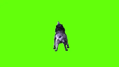 Black zombie Wolf down out  green screen animation 3D rendering Stock Footage 296959209