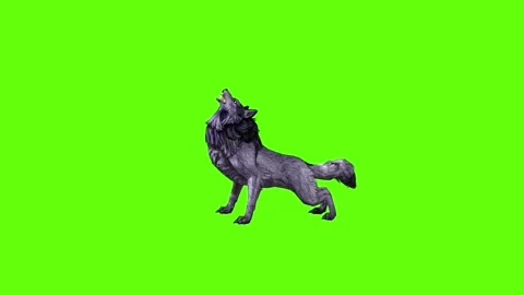 Black zombie Wolf down out  green screen animation 3D rendering Stock Footage 296959211