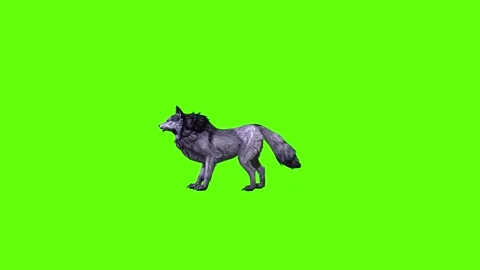 Black zombie Wolf idle  green screen animation 3D rendering Stock Footage 296959423