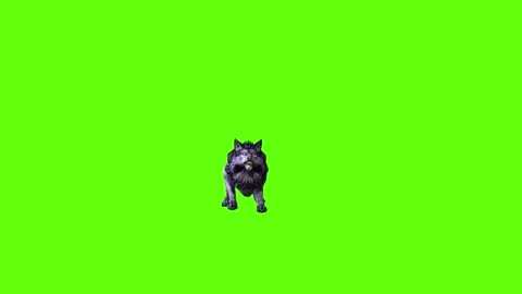 Black zombie Wolf jump around green screen animation 3D rendering Stock Footage 296959448