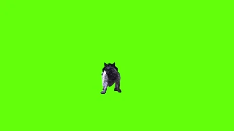 Black zombie Wolf jump around green screen animation 3D rendering Stock Footage 296959468