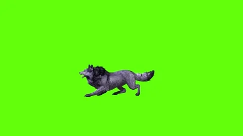 Black zombie Wolf jump around  green screen animation 3D rendering Stock Footage 296959497