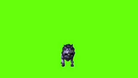 Black zombie Wolf jump attack  green screen animation 3D rendering Stock Footage 296959481
