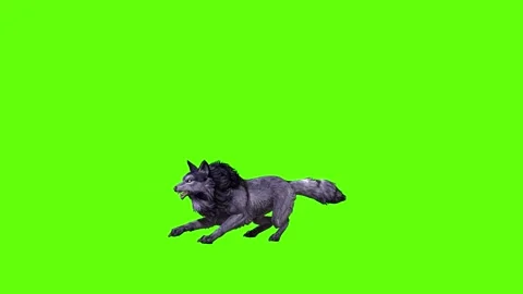 Black zombie Wolf jump attack green screen animation 3D rendering Stock Footage 296959500