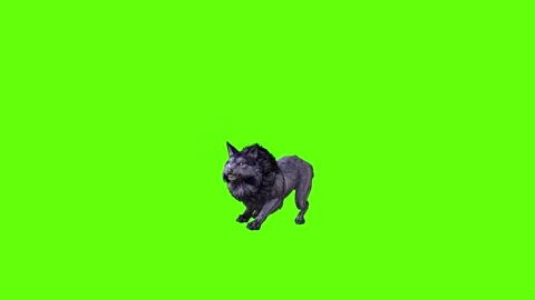 Black zombie Wolf jump forward green screen animation 3D rendering Stock Footage 296959642
