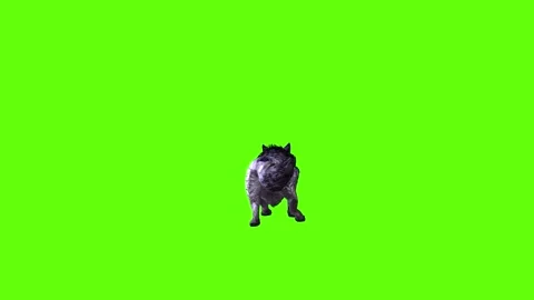 Black zombie Wolf jump forward  green screen animation 3D rendering Stock Footage 296959652
