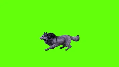 Black zombie Wolf jump forward  green screen animation 3D rendering Stock Footage 296959706
