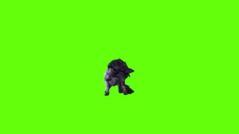 Black zombie Wolf  lick leg  green screen animation 3D rendering Stock Footage 296958949