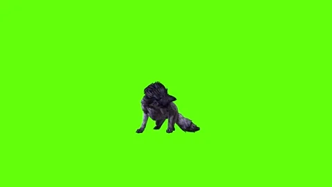 Black zombie Wolf  lick leg   green screen animation 3D rendering Stock Footage 296958974