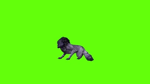 Black zombie Wolf  lick leg  green screen animation 3D rendering Stock Footage 296958994