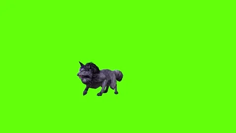 Black zombie Wolf roar  green screen animation 3D rendering Stock Footage 296959630
