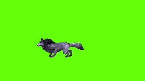 Black zombie Wolf roar green screen animation 3D rendering Stock Footage 296959655