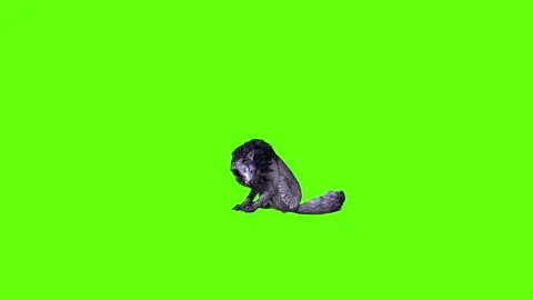 Black zombie Wolf  sit ear scratching  green screen animation 3D renderi Stock Footage 296958970