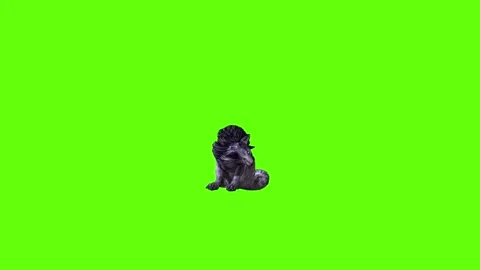 Black zombie Wolf  sit ear scratching  green screen animation 3D renderi Stock Footage 296958987