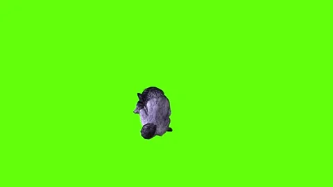 Black zombie Wolf  sit ear scratching   green screen animation 3D renderi Stock Footage 296959029