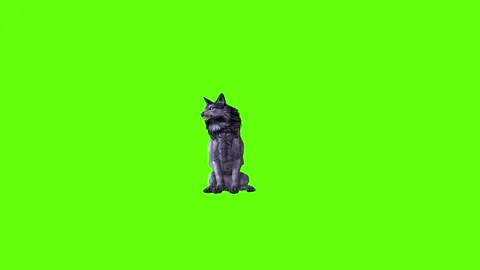 Black zombie Wolf  sit look around green screen animation 3D rendering Stock Footage 296959041