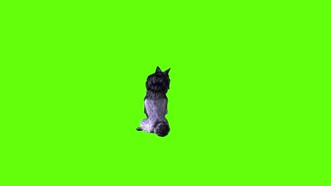 Black zombie Wolf  sit look around  green screen animation 3D rendering Stock Footage 296959044
