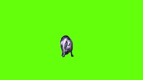 Black zombie Wolf stand ear scratching green screen animation 3D renderi Stock Footage 296959591