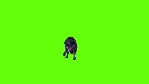 Black zombie Wolf stand ear scratching green screen animation 3D renderi Stock Footage 296959686