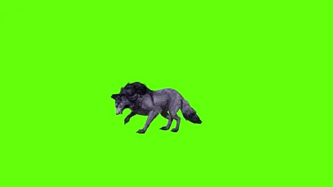 Black zombie Wolf stand ear scratching green screen animation 3D renderi Stock Footage 296959730