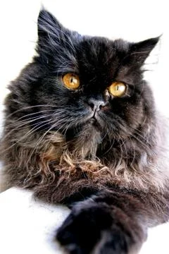 Black_cat_portrait Stock Photos