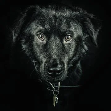Black_Retriever  Stock Photos