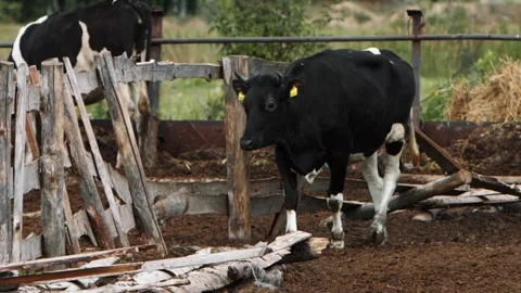 Blackandwhite cows in a rustic farmyard, green fields and wooden fences Vidéo 278463389
