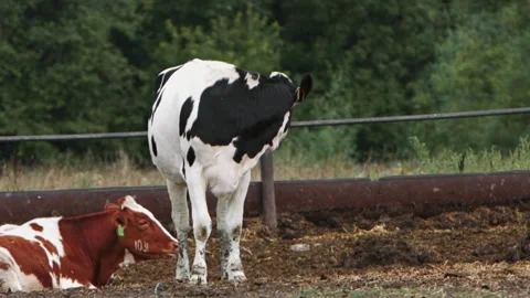 Blackandwhite cows in a rustic farmyard, green fields and wooden fences Vidéo 278463516