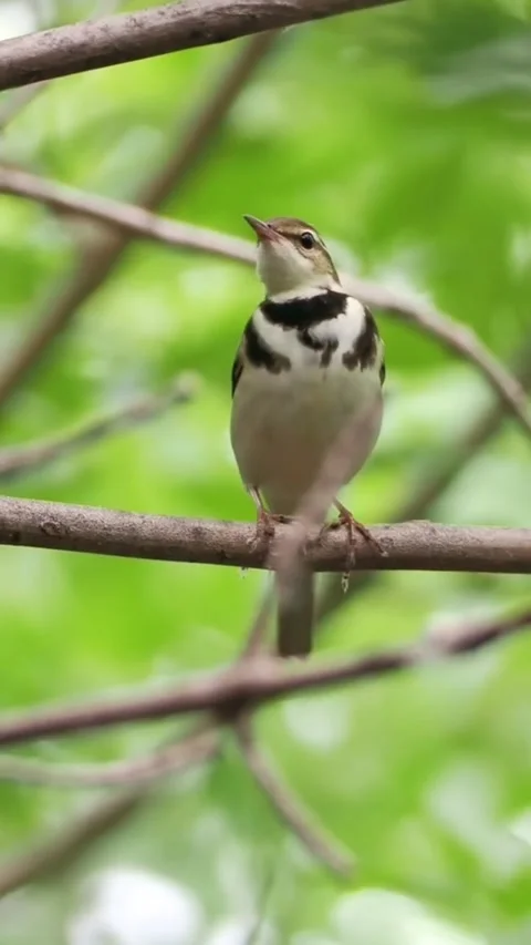 Blackandwhite warbler perched on a tree branch in a lush green forest Stock-Footage 335491496